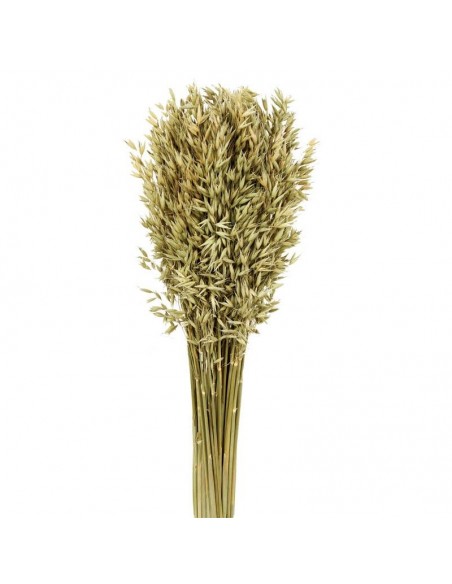 Avena Sátiva Natural