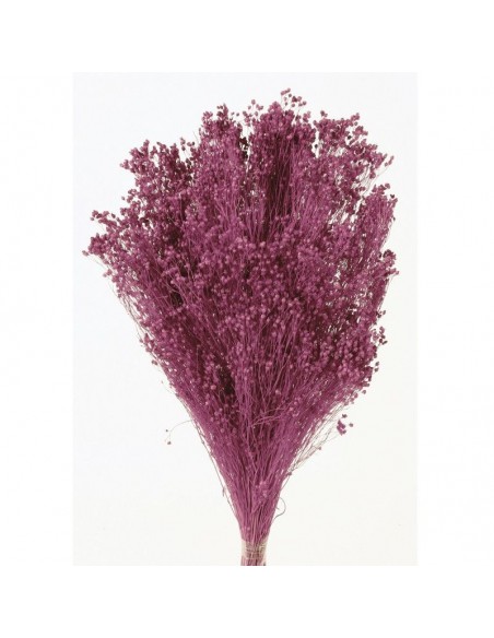 Brooms Press Color Buganvilla / Fucsia