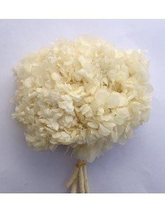 Hortensia preservada blanca  ( Hydragea Hortensia )
