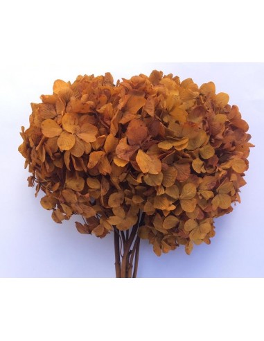 Hortensia preservada color cobre ( Hydragea Hortensia )