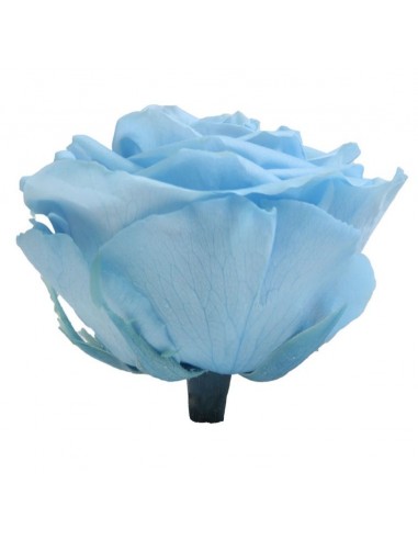 Cabeza de rosa preservada premium Azul cielo - azul hawaiano