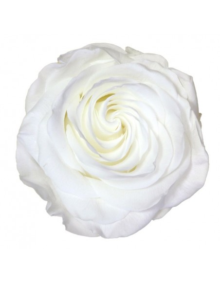 Rosa Premium blanca cabeza x4