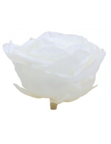 Rosa Premium blanca cabeza x4