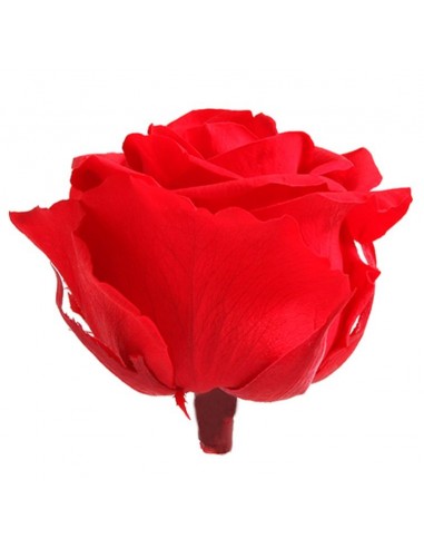 Cabeza de rosa preservada premium roja