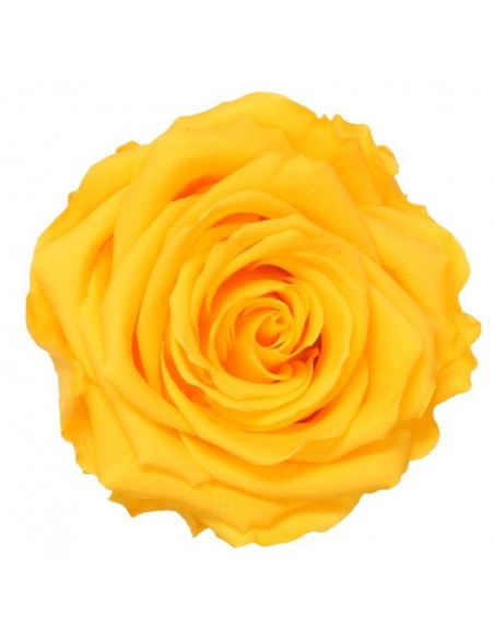 Rosa preservada Premium Amarillo Calido x4 UD