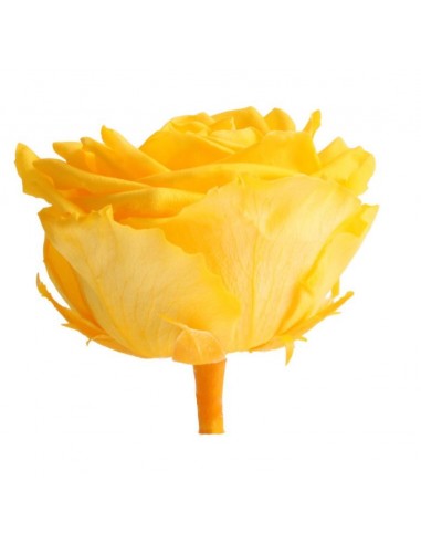Rosa preservada Premium Amarillo Calido x4 UD