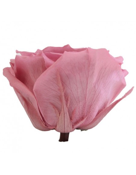 Rosa premium Cherry Blossom 4 ud