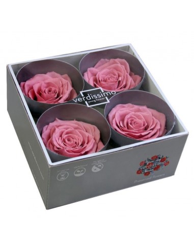 Rosa premium Cherry Blossom 4 ud