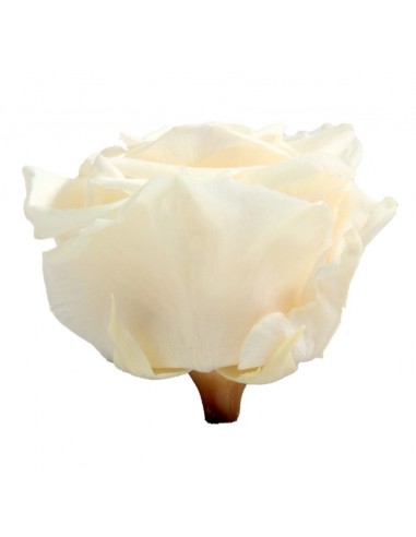 Cabeza de rosa preservada premium Champagne