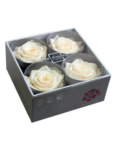 Cabeza de rosa preservada premium Champagne