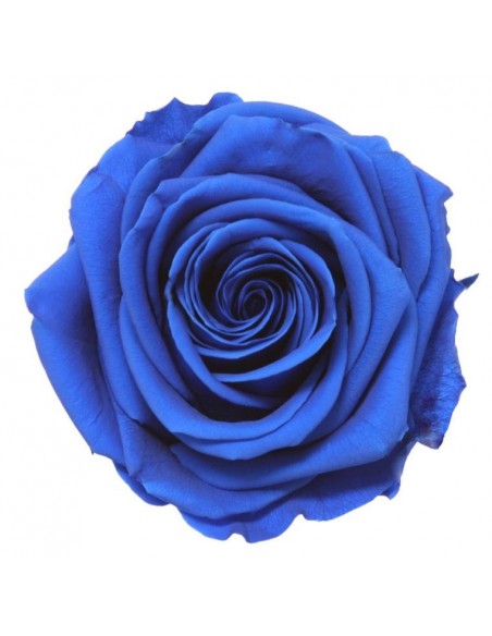 Cabeza de rosa preservada premium Azul marino - 41447 - Cabeza...