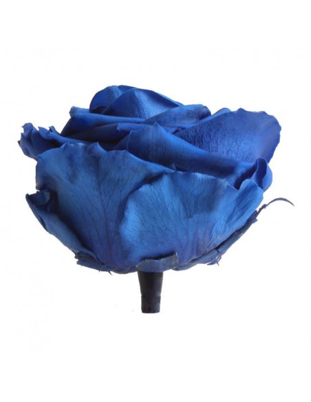 Cabeza de rosa preservada premium Azul marino - 41447 - Cabeza...