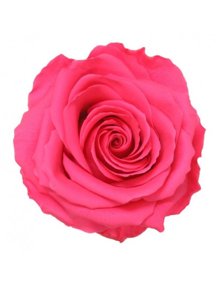 Cabeza de rosa preservada premium Lila Caja 4 Ud