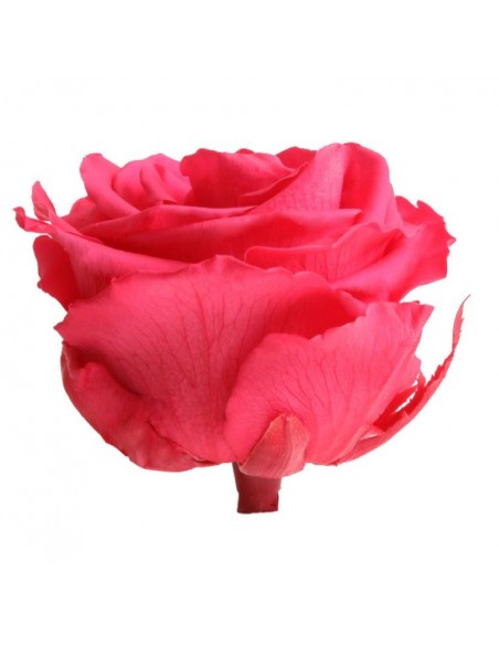 Cabeza de rosa preservada premium Lila Caja 4 Ud