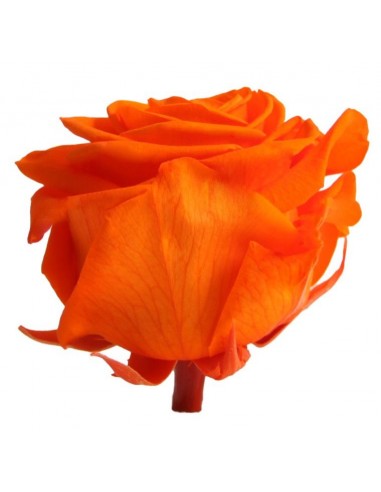 Cabeza de rosa preservada premium Naranja 4 Ud - 41452 - Cabeza...