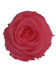 Rosa preservada mini Princes Rose - color Bridak pink