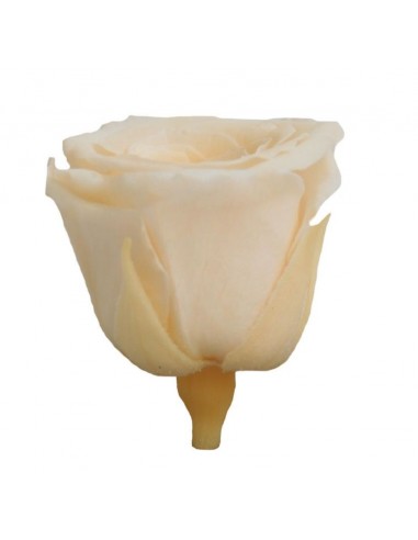 Rosa preservada mini Princes Rose - color champagne