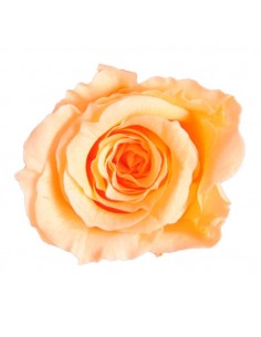 Rosa preservada mini Princes Rose - color Melocotón