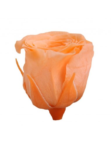 Rosa preservada mini Princes Rose - color Melocotón