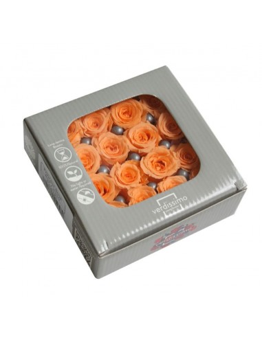 Rosa preservada mini Princes Rose - color Melocotón