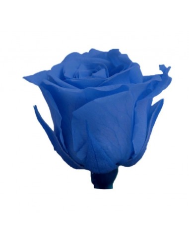 Rosa preservada mini Princes Rose - color Rosa