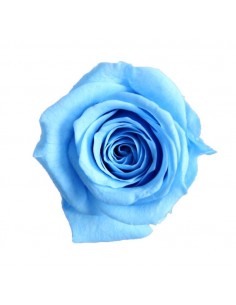 Rosa preservada mini princes azul cielo x16
