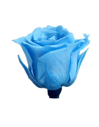 Rosa preservada mini princes azul cielo x16