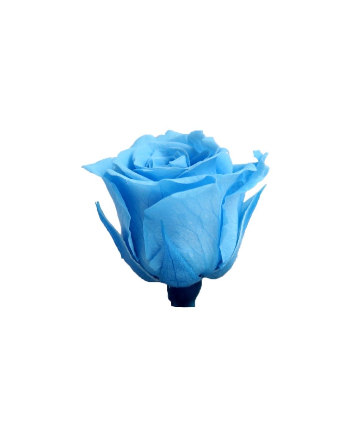 Rosa preservada mini princesa azul | Flores preservadas