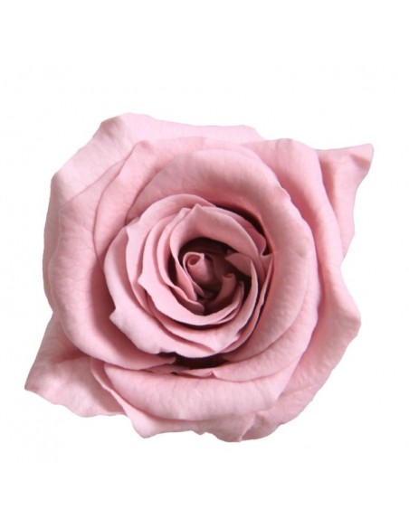 Rosa preservada mini Princess color Cherry Blossom
