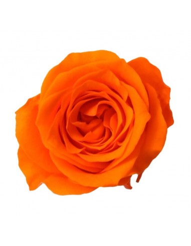 Rosa preservada mini Princes Rose - color Naranja