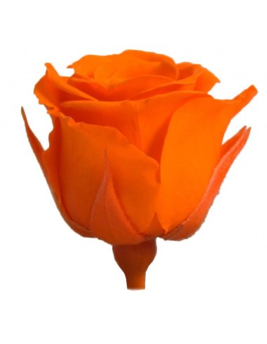 Rosa preservada mini Princes Rose - color Naranja