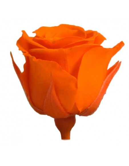 Rosa preservada mini Princes Rose - color Naranja