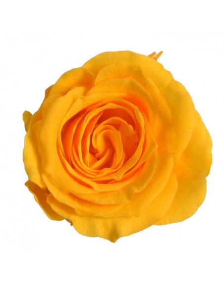 Rosa preservada mini Princes Rose - color Amarillo