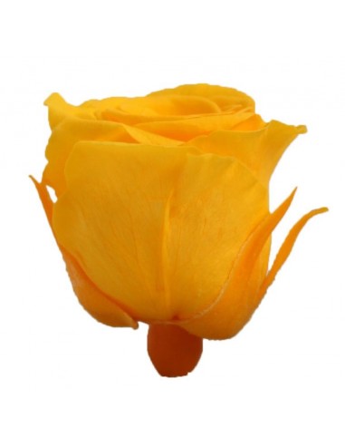 Rosa preservada mini Princes Rose - color Amarillo
