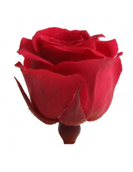 Rosa preservada mini Princes Rose - color Rojo
