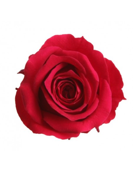 Rosa preservada mini Princes Rose - color Rojo