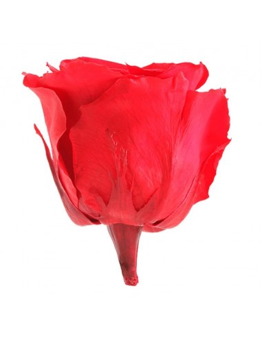 Rosa preservada extra 6 unidades rojo
