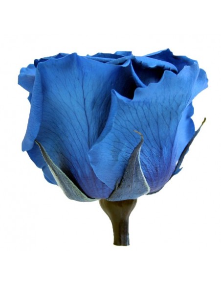 Rosa preservada extra Azul oscuro