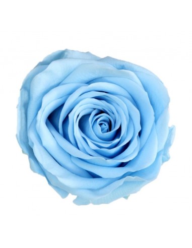 Rosa preservada extra 6UD sky blue