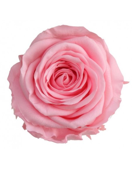 Rosa preservada extra 6UD Bridal Pink