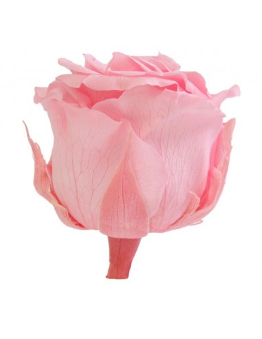 Rosa preservada extra 6UD Bridal Pink