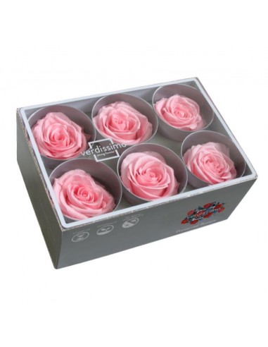 Rosa preservada extra 6UD Bridal Pink