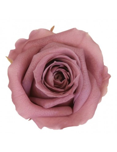 Rosa preservada mini Verdissimo Caja 12 Ud.| Proveedor floristerias