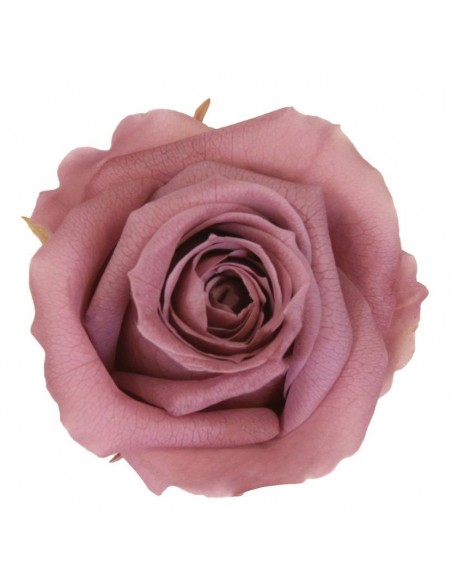 Rosa preservada Cherry Blossom / Flor de cerezo. Pack 12Unidades.