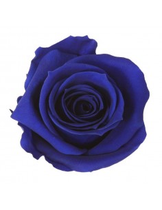 Rosa mini x12 azul oscuro