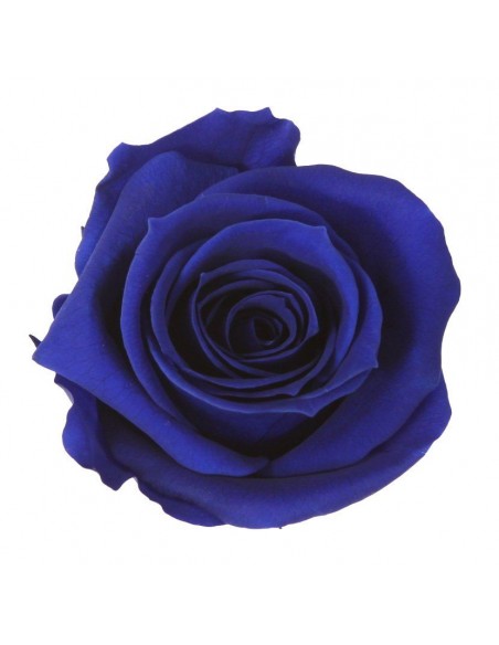 Rosa mini x12 azul oscuro