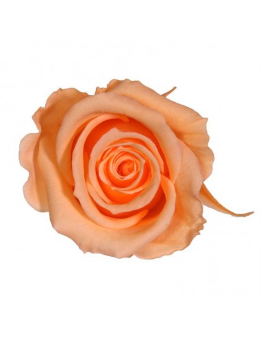 Rosa preservada mini Melocoton