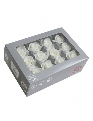 Rosa mini preservada blanco x12