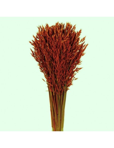 Avena sativa color naranja oscuro 200g