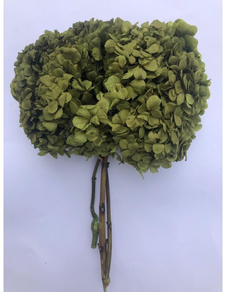 Hortensia preservada verde  (Hydragea Hortensia )